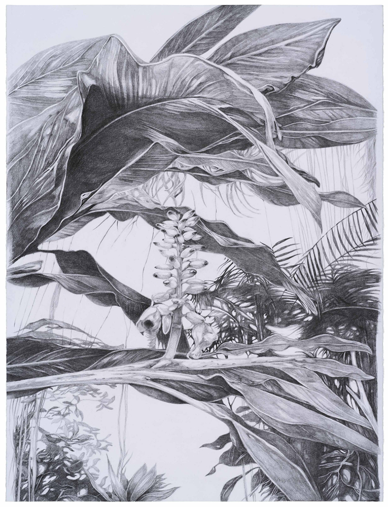 Alpinia zerumbet